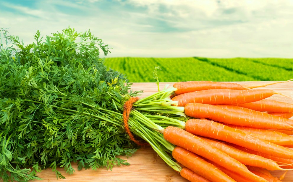 Как вырастить ровную и сладкую морковь - все секреты
