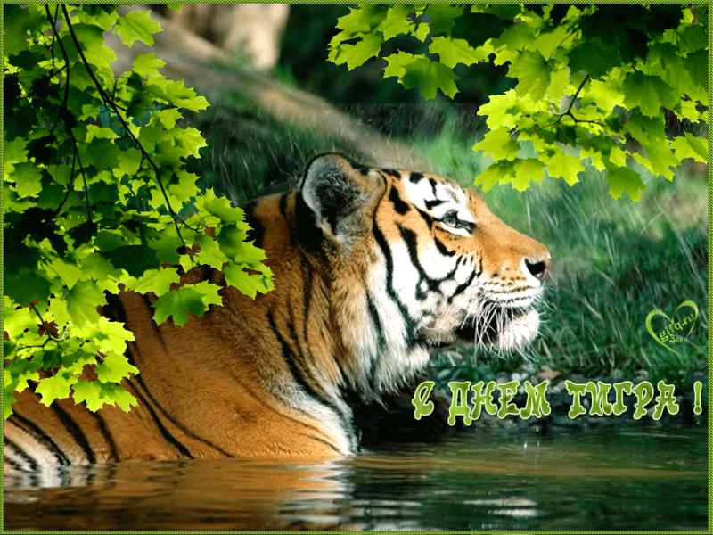 29 июля Международный день тигра - интересные факты