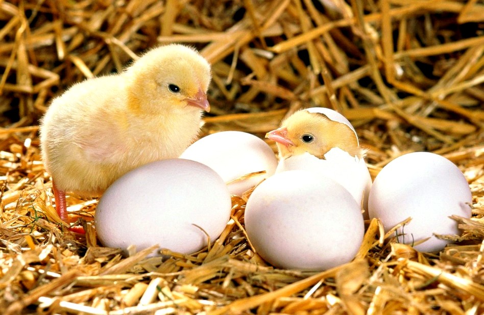 Как дышит птенец внутри яйца - интересные факты