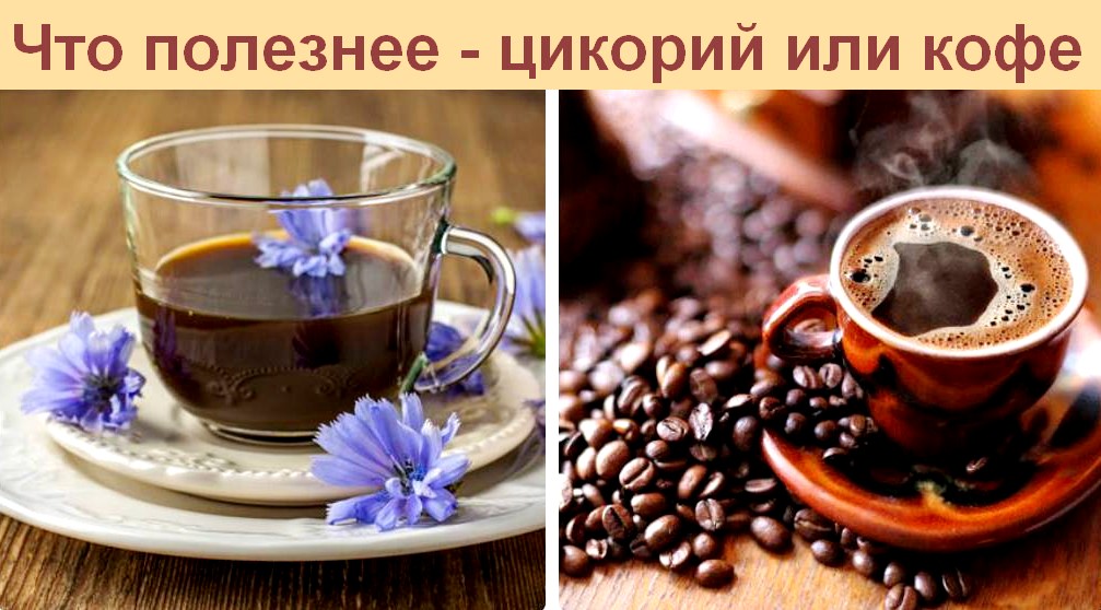Что полезнее для здоровья: кофе или цикорий