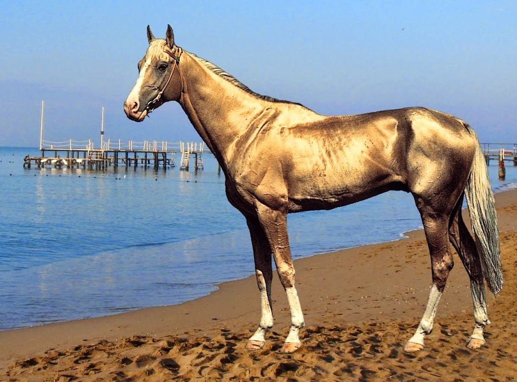 Ахалтекинская порода лошадей - одна из самых красивых в мире.