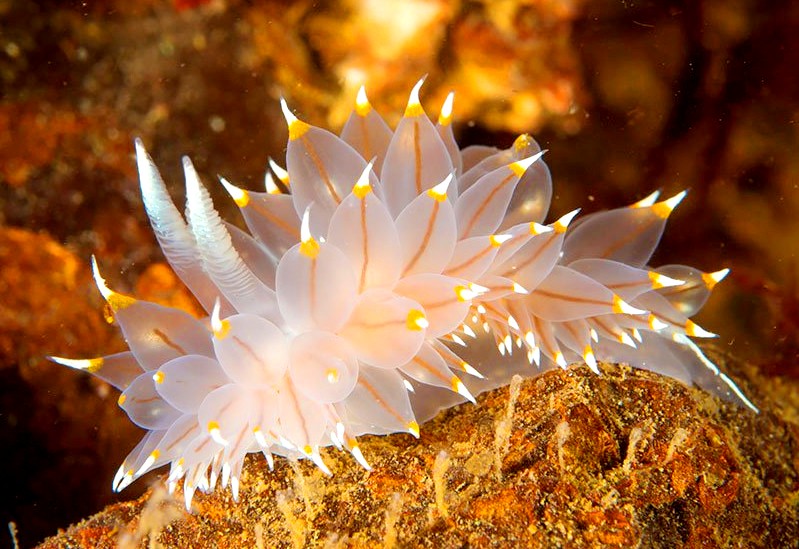 15 красивейших существ из морских глубин
