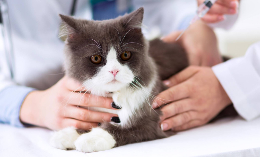 Диабет у кошки - причины и симптомы