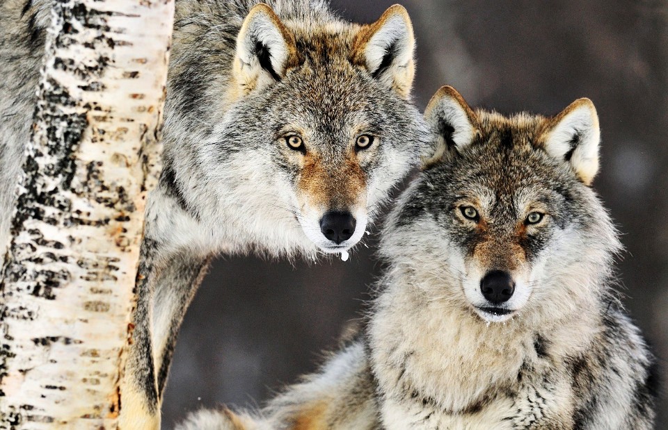 Опасные и прекрасные - удивительные факты о волках