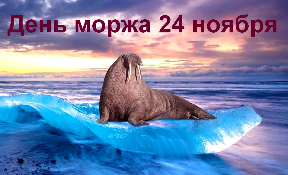 24 ноября День моржа - 30 интересных фактов о животных