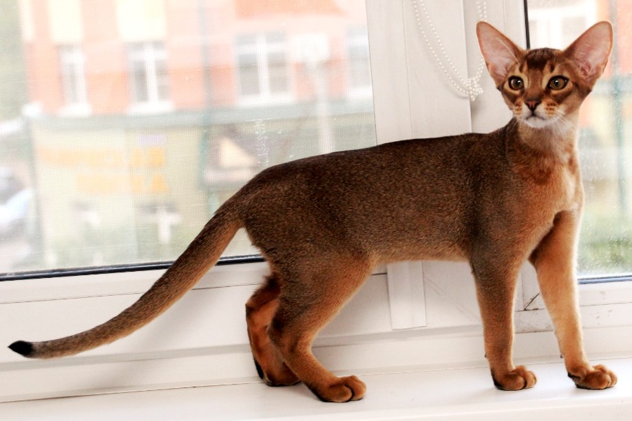 Абиссинская кошка - характер и особенности, содержание и уход