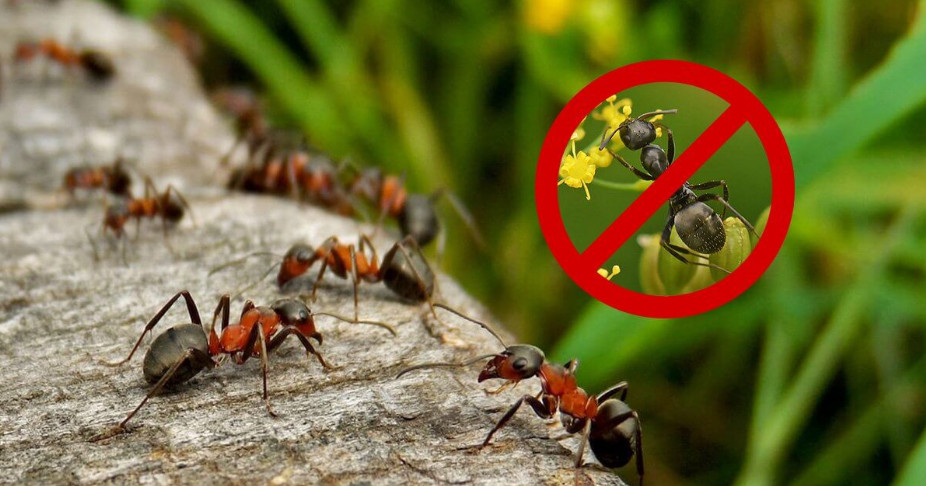 Как избавиться от муравьёв на участке - 8 способов